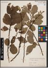 Foto von Salix caprea L.